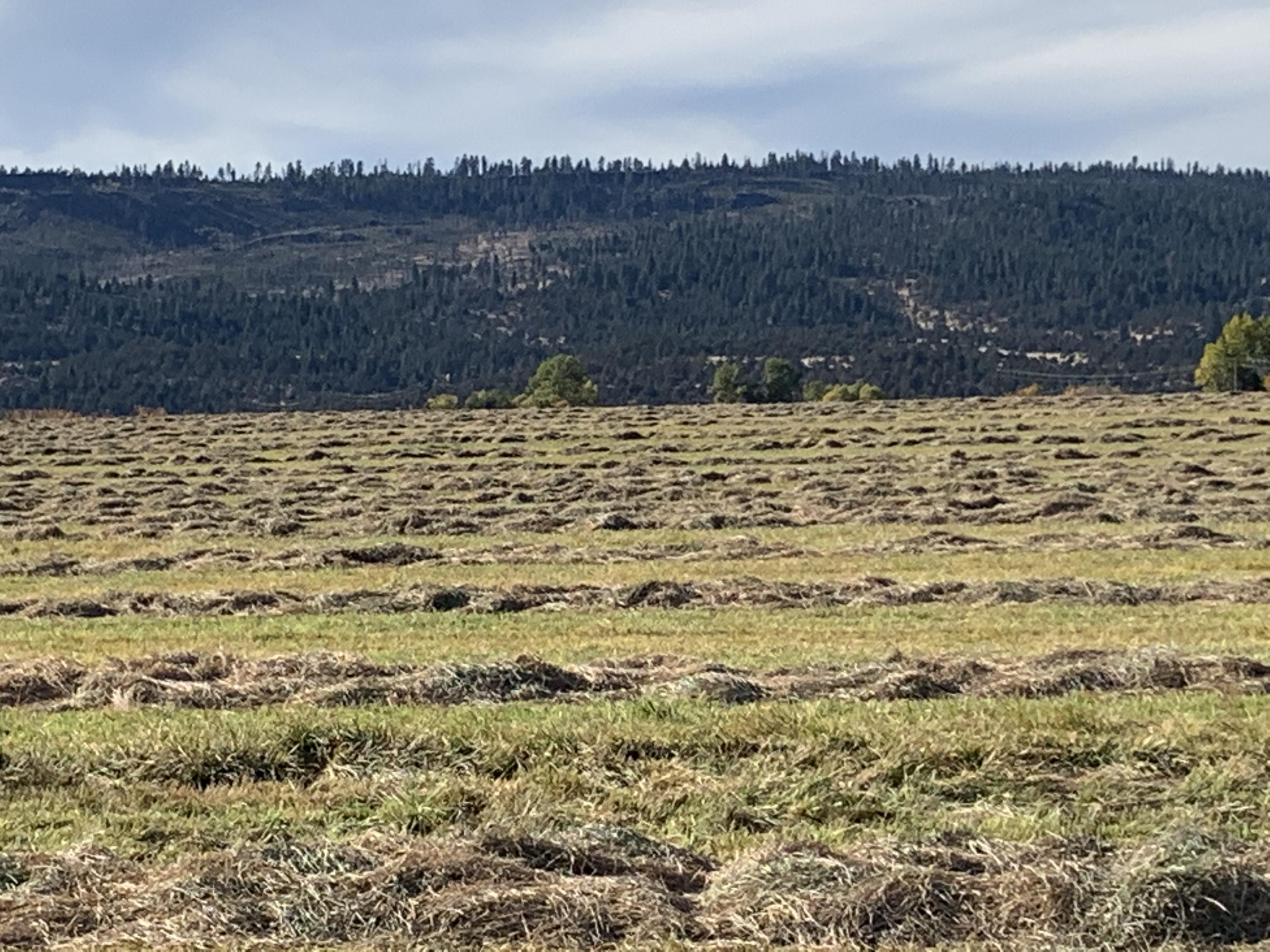 12485 West Side Road Lakeview, OR 97630 - Photo 24 of 48 fall feed