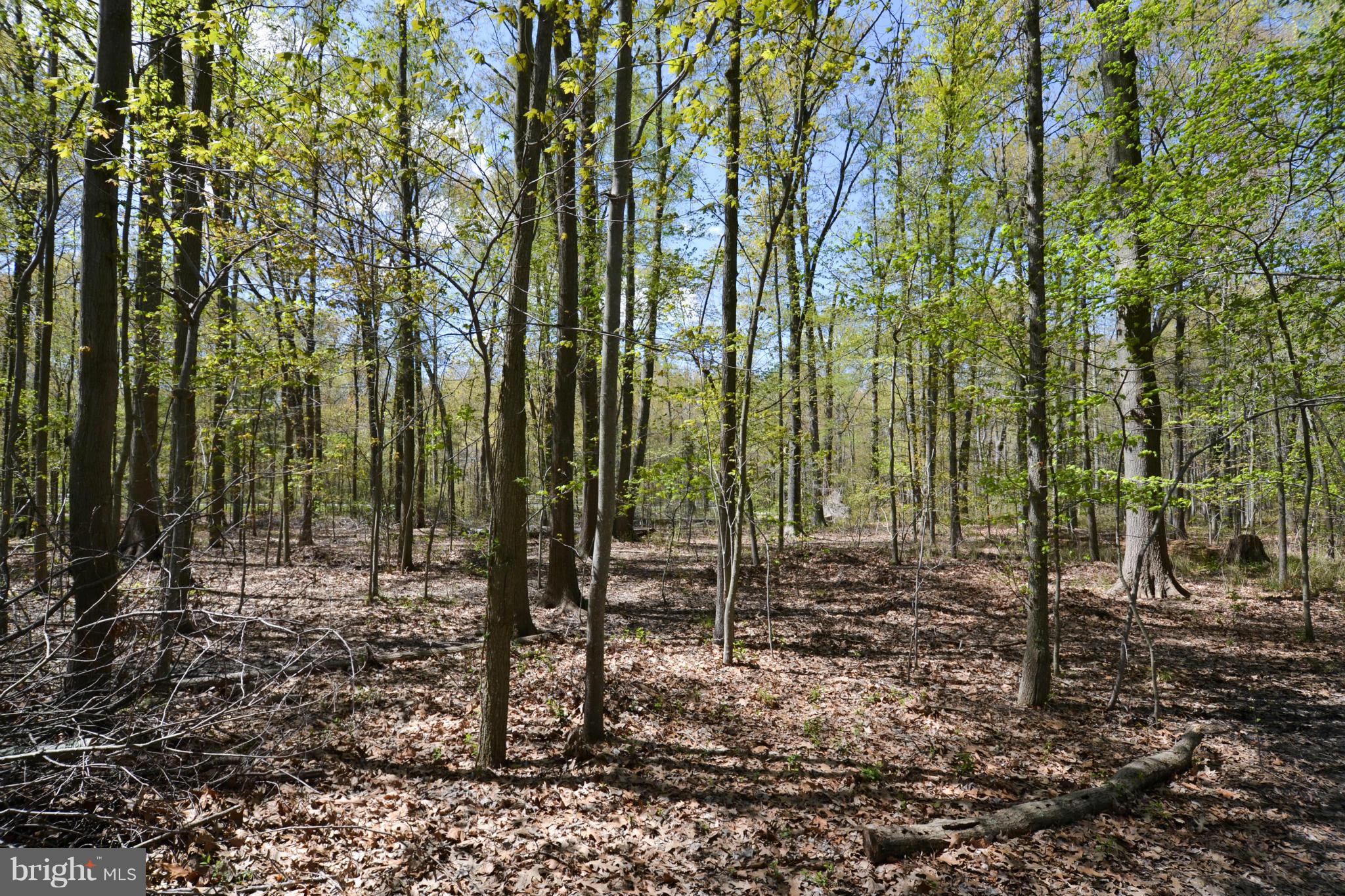 5180 Chalk Point Road West River, MD 20778 - Photo 20 of 24 Woods
