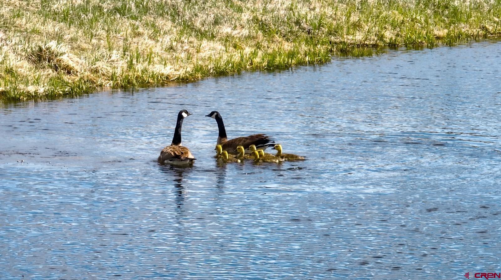 5291 County Road 76 Parlin, CO 81239 - Photo 17 of 45 a backyard of a house with lots of green space and trees