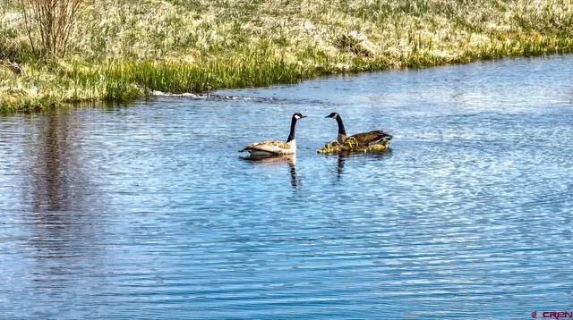 a view of swimming pool with lawn chairs and a fireplace
