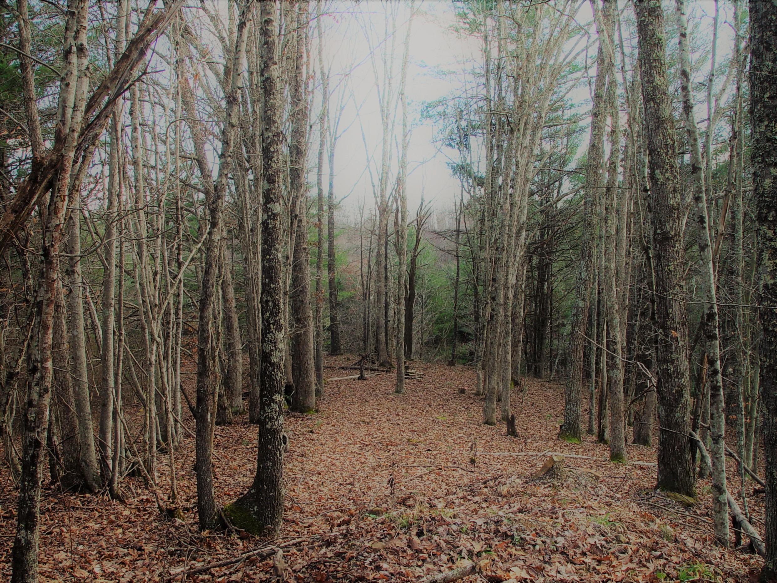 134 Meador Cemetery Road Daniels, WV 25832 - Photo 5 of 47 Gallery Image 5