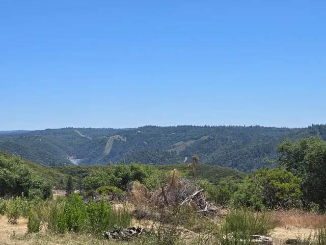 a view of a tree in a yard