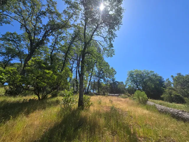 a view of yard along with trees