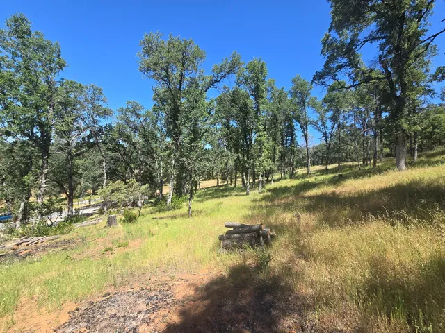 a view of a forest with trees in the background