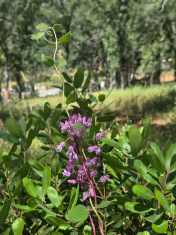 a view of a lake with a tree