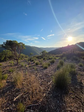 a view of a forest with trees