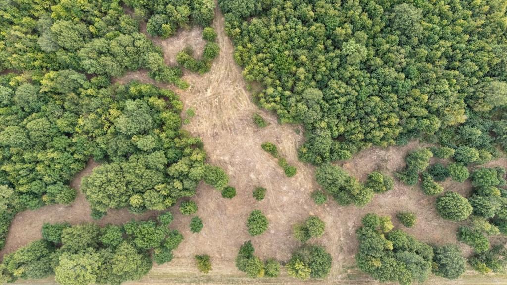 0 Parks Mill Road Buckhead, GA 30625 - Photo 26 of 34 a view of a yard with plants and flowers