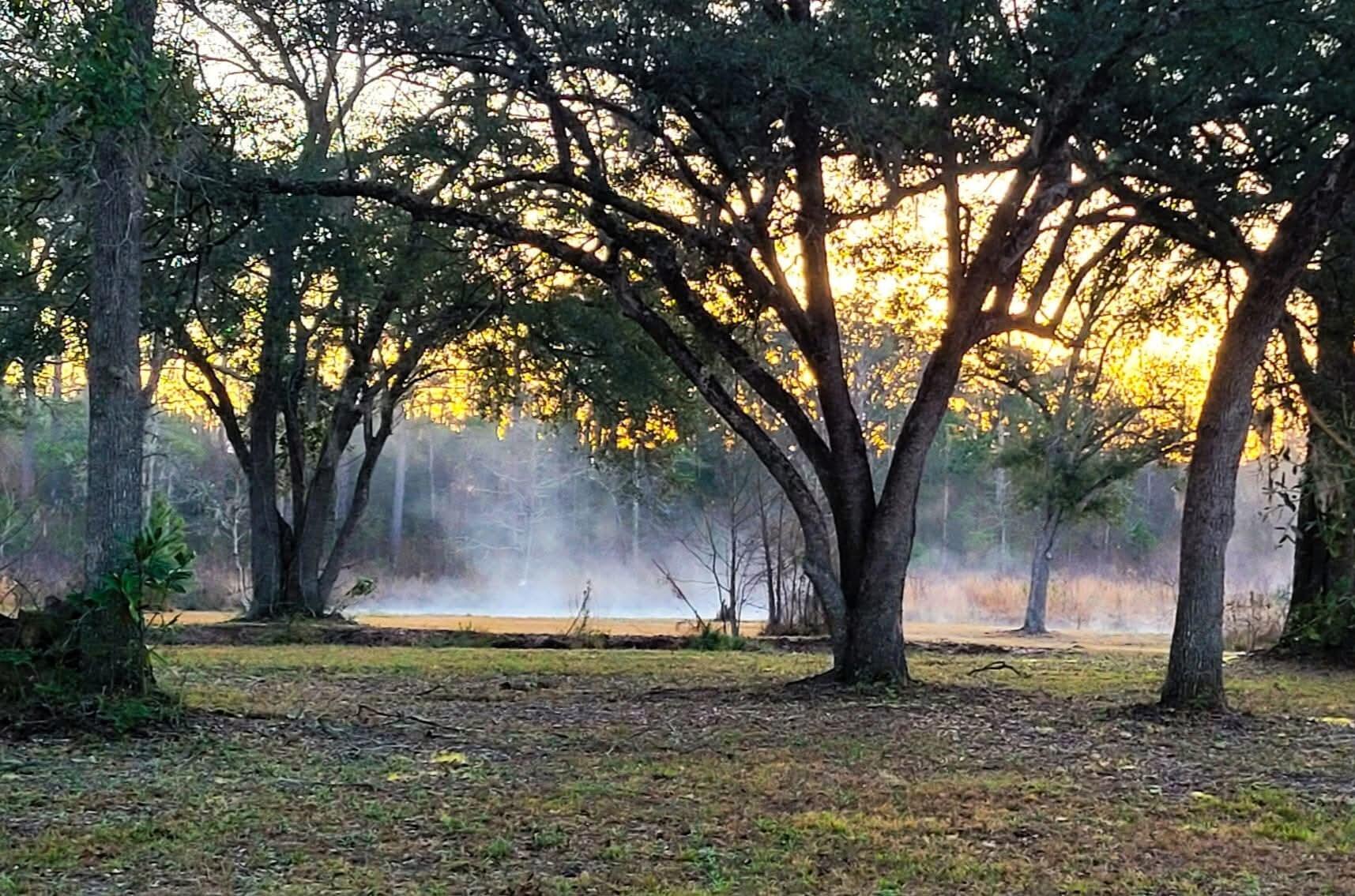 4320 Highway 79 Vernon, FL 32462 - Photo 49 of 49 a view of a yard with a tree