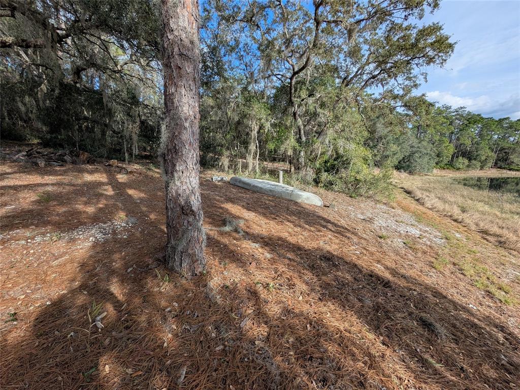 14730 Southeast 61st Street Road Ocklawaha, FL 32179 - Photo 80 of 88 a view of a forest filled with trees