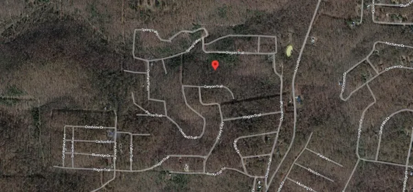 a close up of a tree