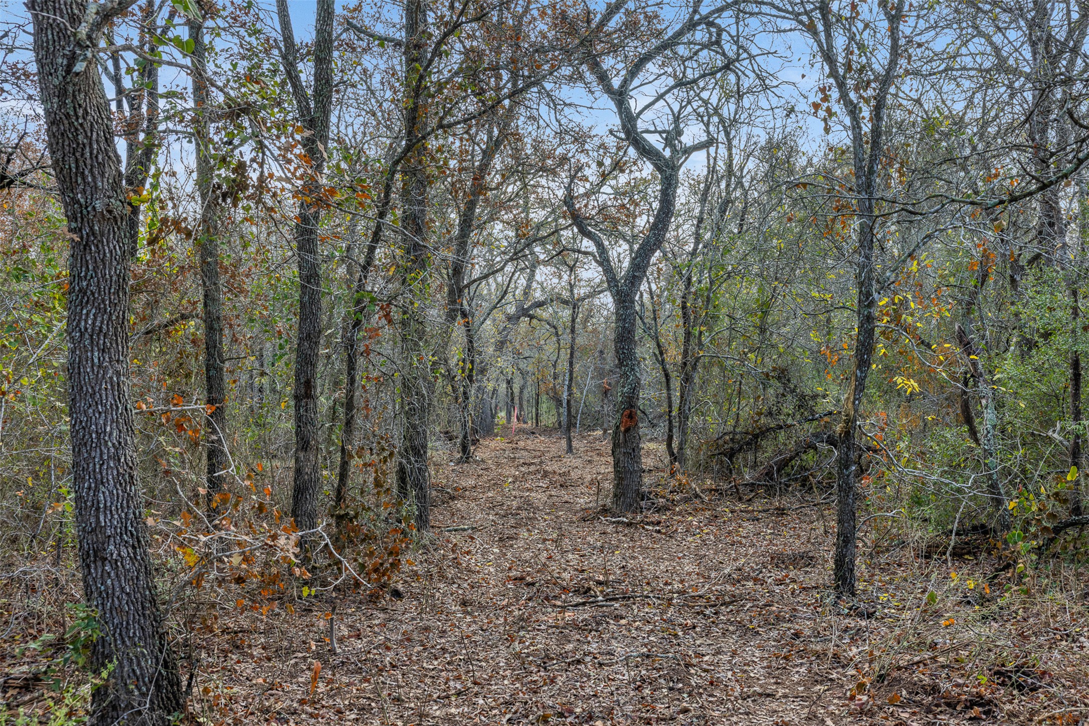 766 Bugtussle Lane Luling, TX 78648 - Photo 1 of 10 a view of a forest filled with trees