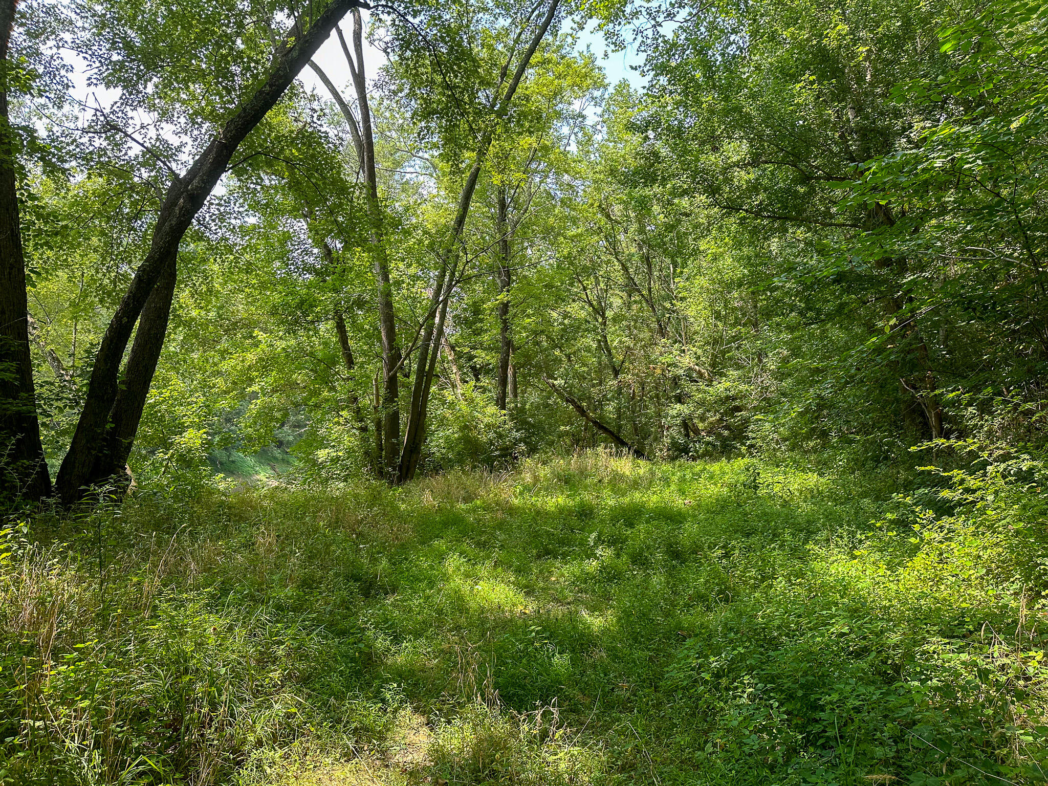 0 Abners Mill Road Ewing, KY 41039 - Photo 71 of 122 IMG_4316