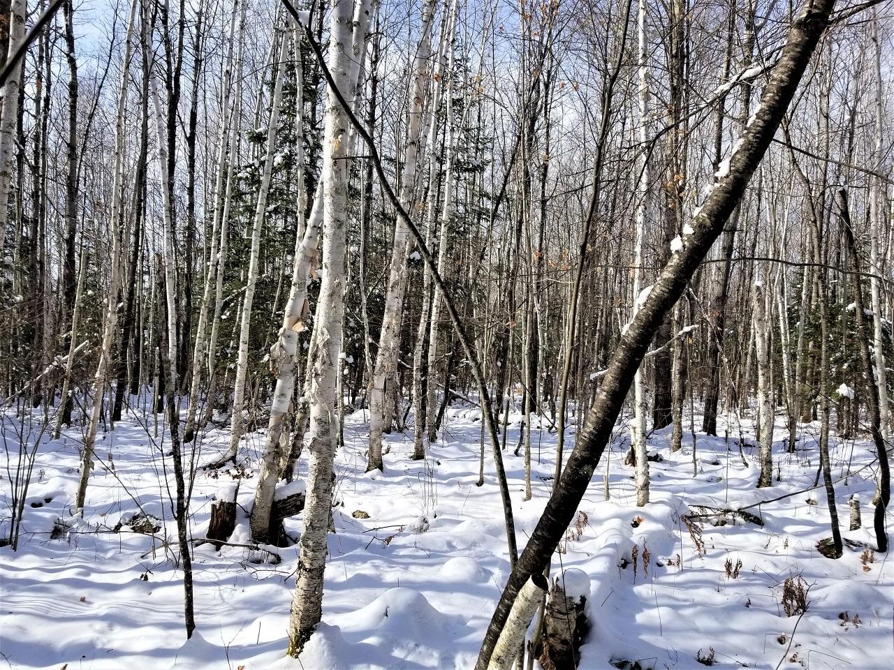 Lot 24 Nathan Pass Mercer, WI 54547 - Photo 8 of 13 Gallery Image 8