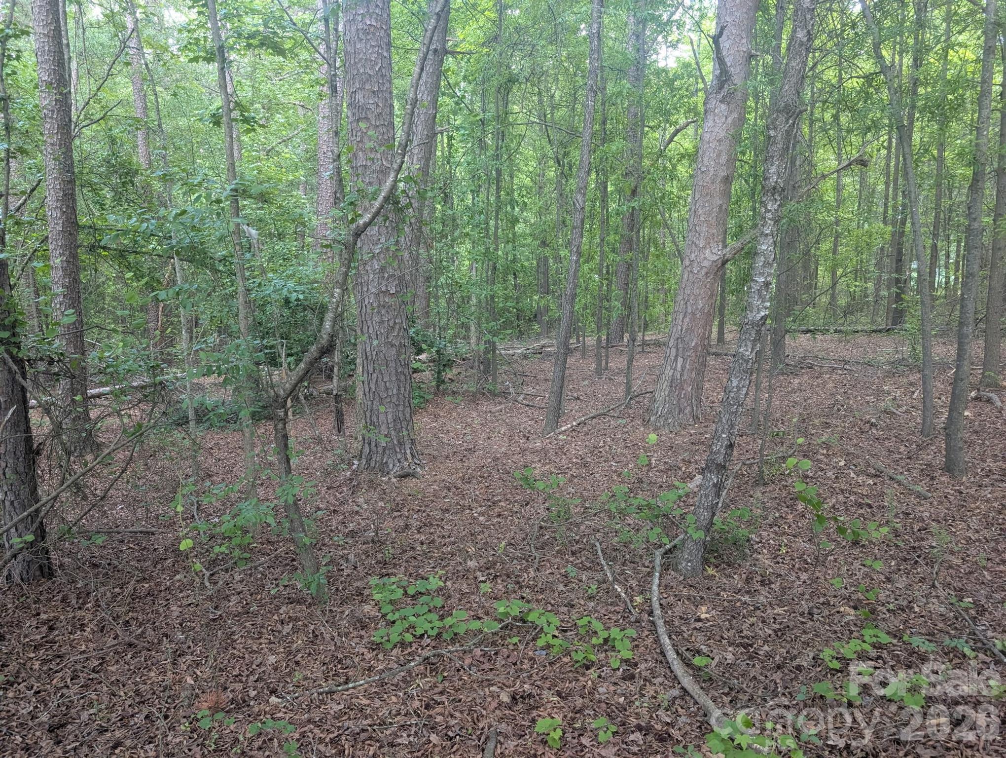 320 West Red Cross Road Oakboro, NC 28129 - Photo 3 of 7 a view of a forest that has large trees