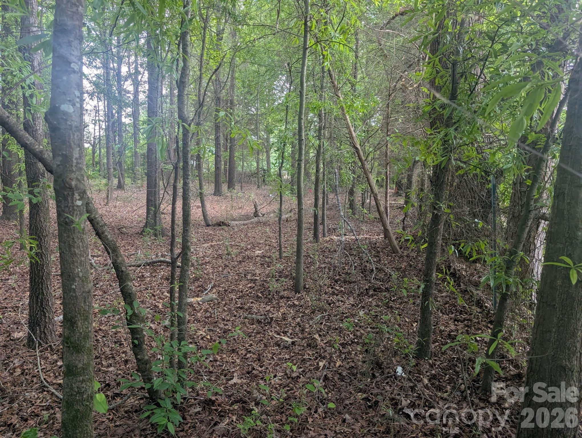 320 West Red Cross Road Oakboro, NC 28129 - Photo 5 of 7 a view of a forest with a tree