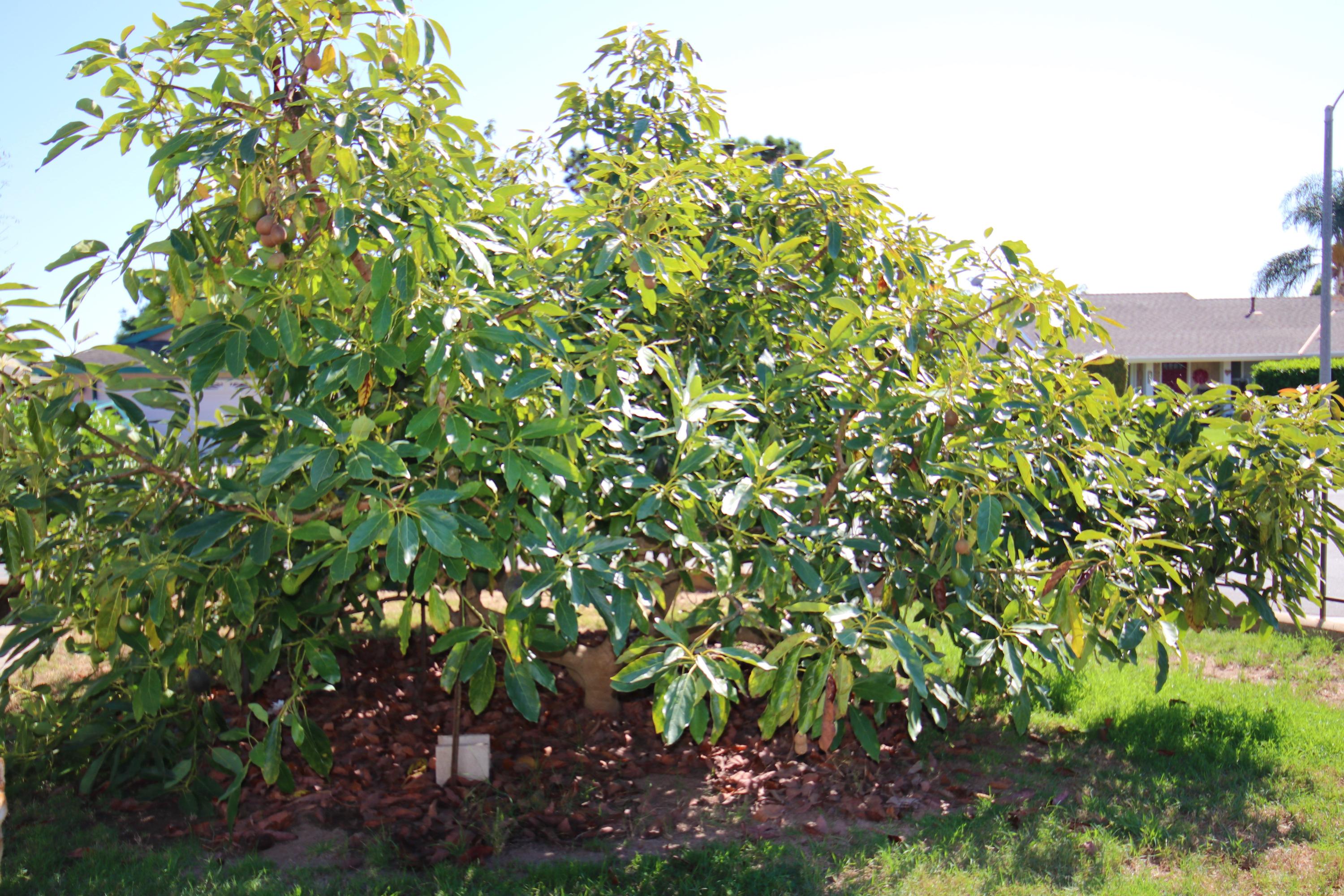 1472 Eucalyptus Street Carpinteria, CA 93013 - Photo 16 of 18 a view of a tree