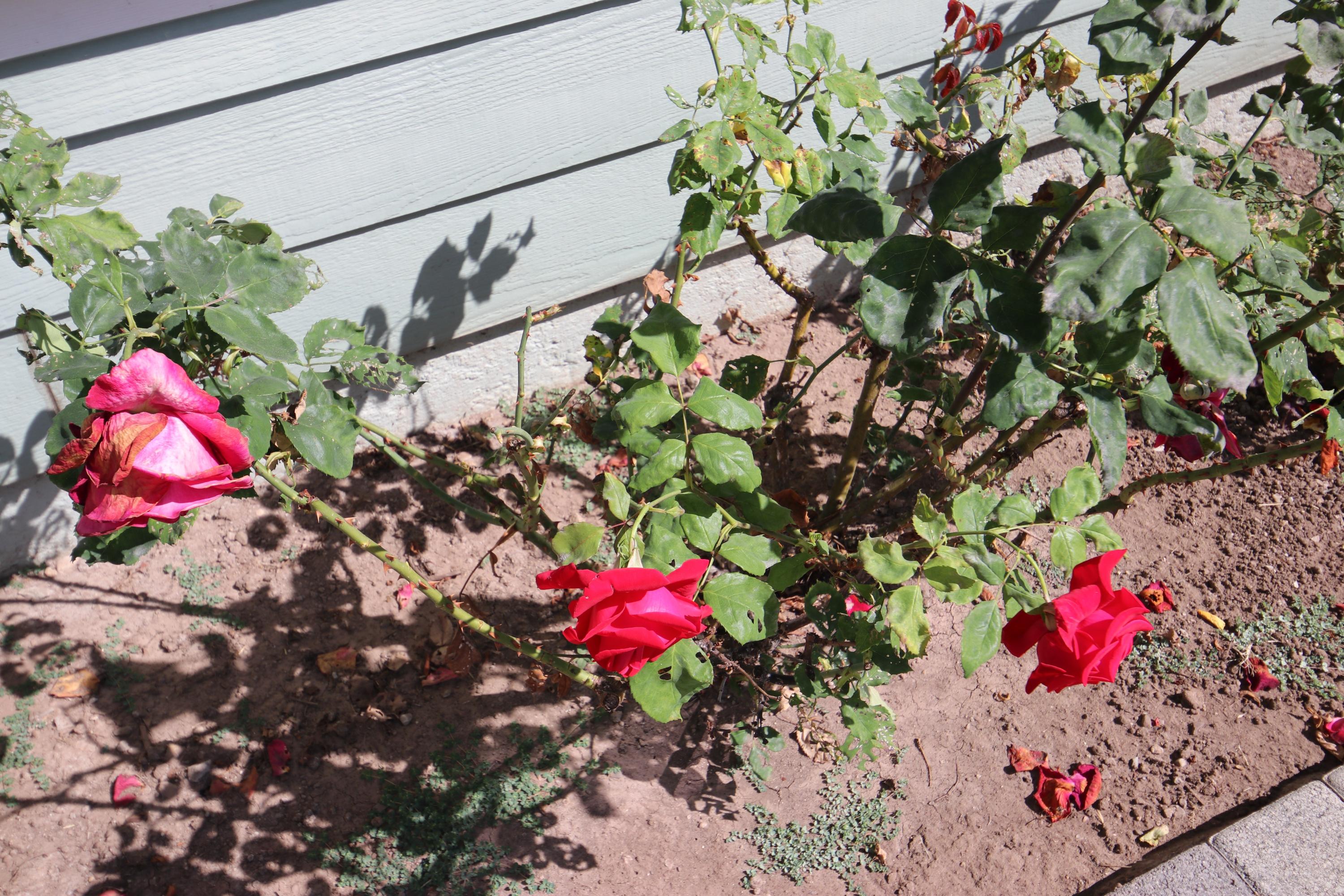 1472 Eucalyptus Street Carpinteria, CA 93013 - Photo 17 of 18 a view of a small yard