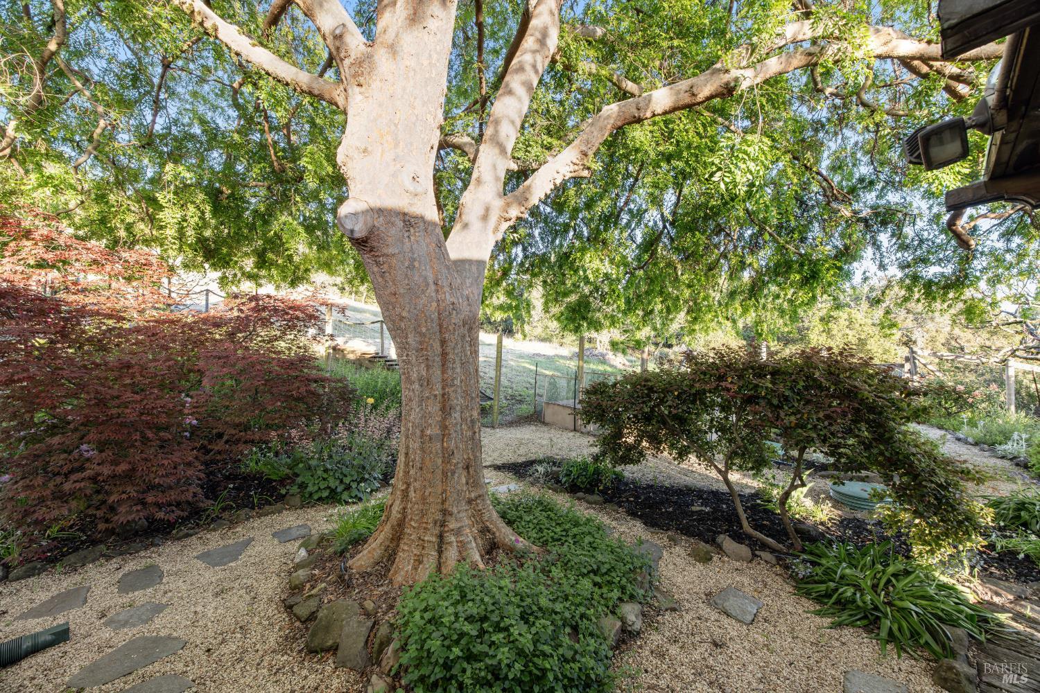 6960 Round Oak Road Penngrove, CA 94951 - Photo 58 of 58 a view of a tree in a yard