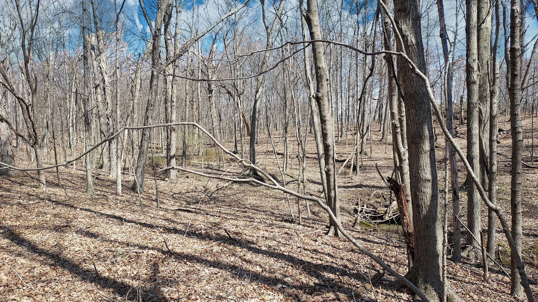5563 Red Bank Road, Unit TRACT C Galena, OH 43021 - Photo 18 of 32 18. Ravine