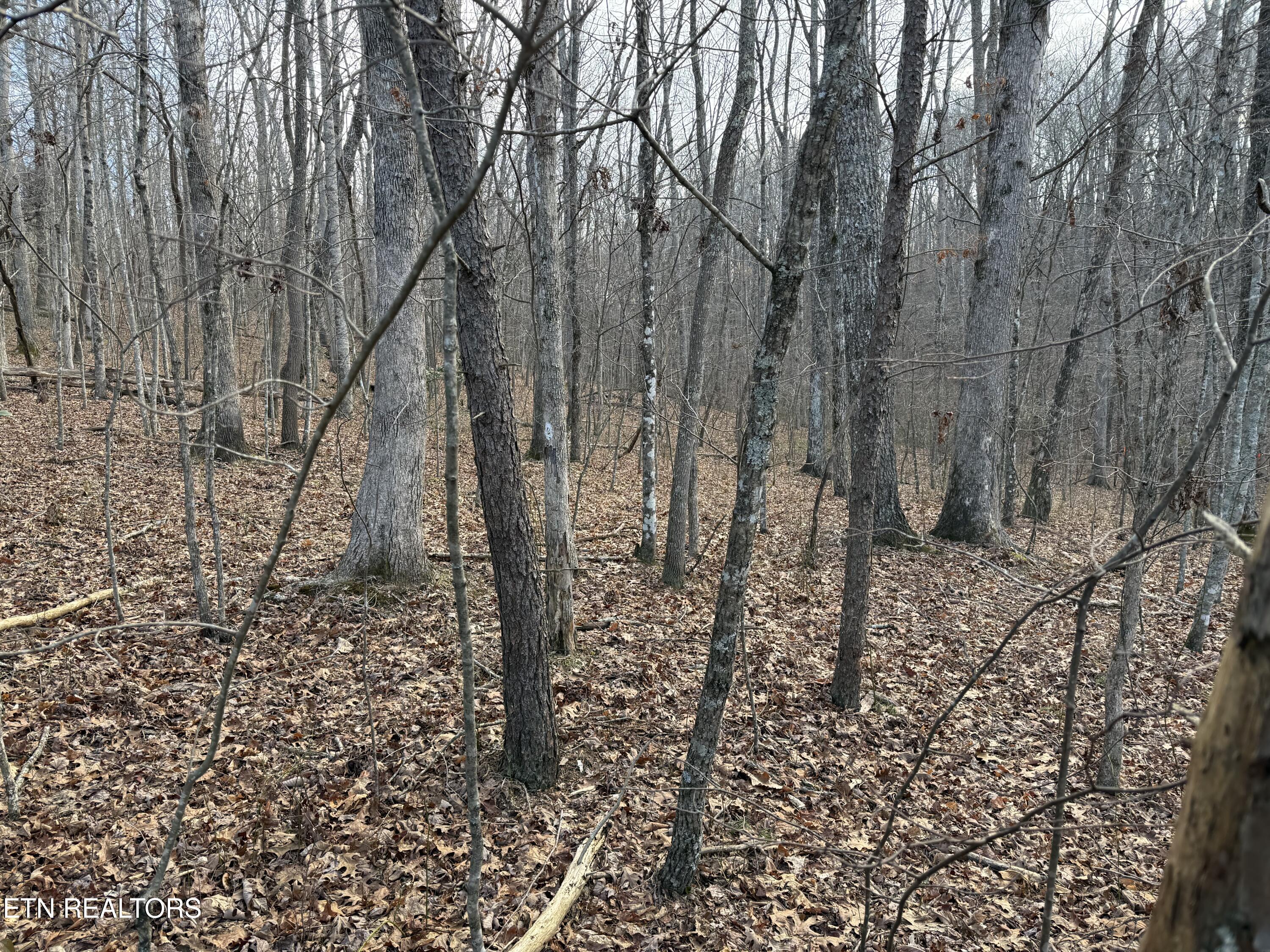 Lot31-32 East Cove Road Monterey, TN 38574 - Photo 4 of 6 IMG_1643