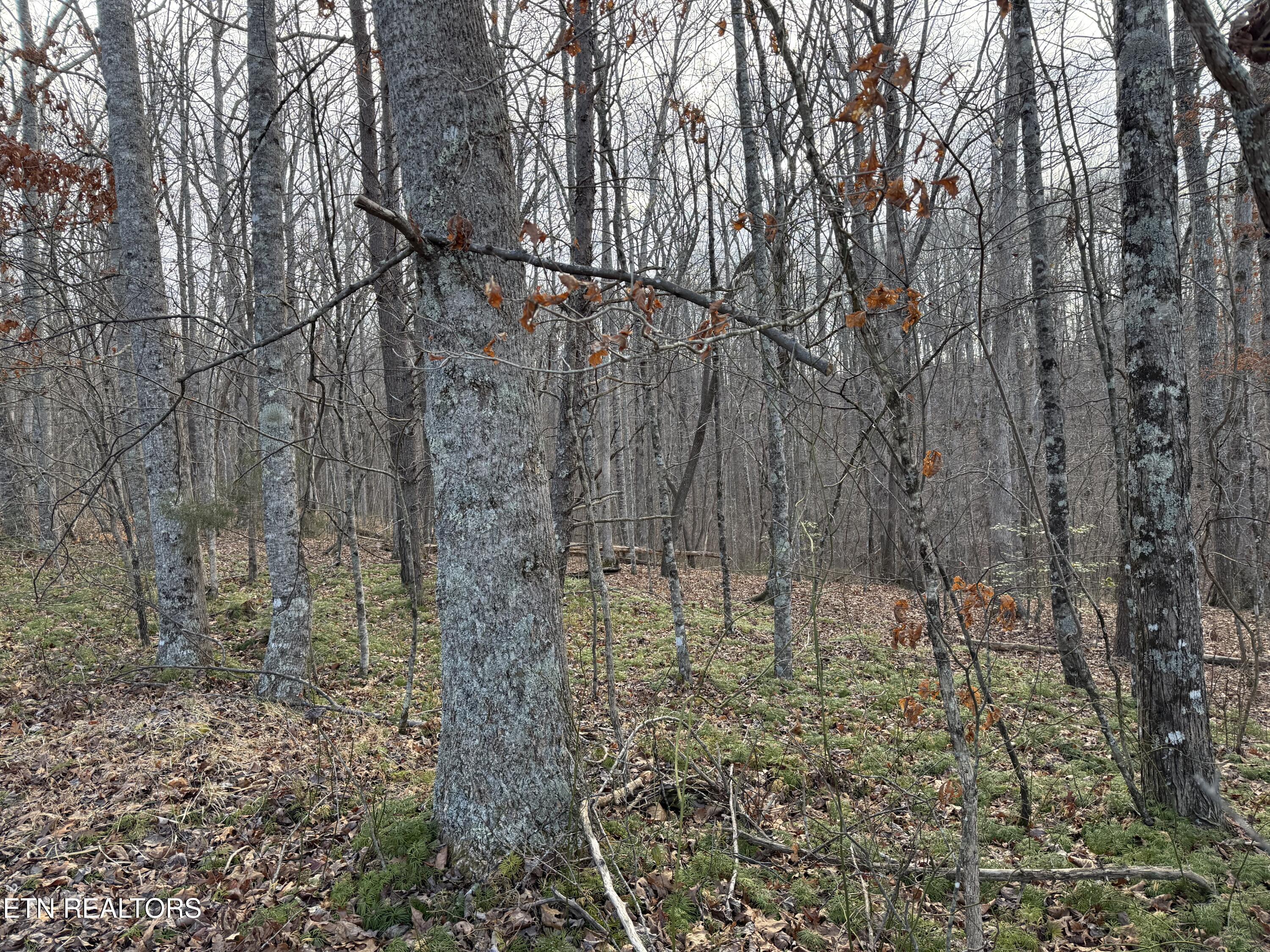 Lot31-32 East Cove Road Monterey, TN 38574 - Photo 5 of 6 IMG_1642