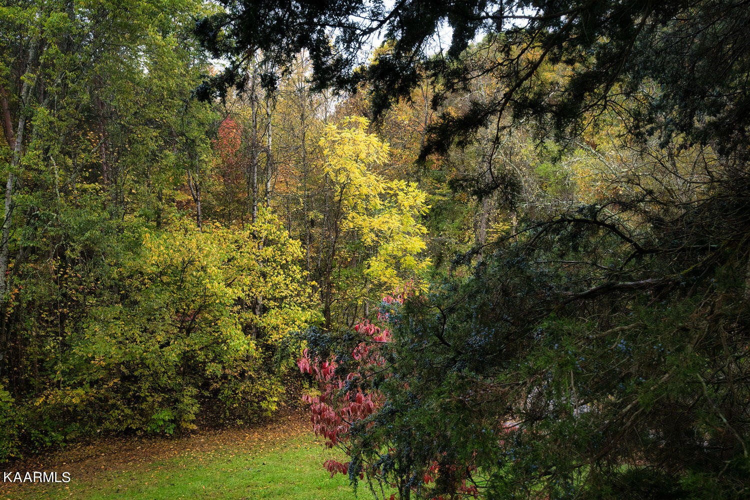 2356 Black Oak Ridge Road Sevierville, TN 37876 - Photo 7 of 33 a view of a yard with plants and a bench
