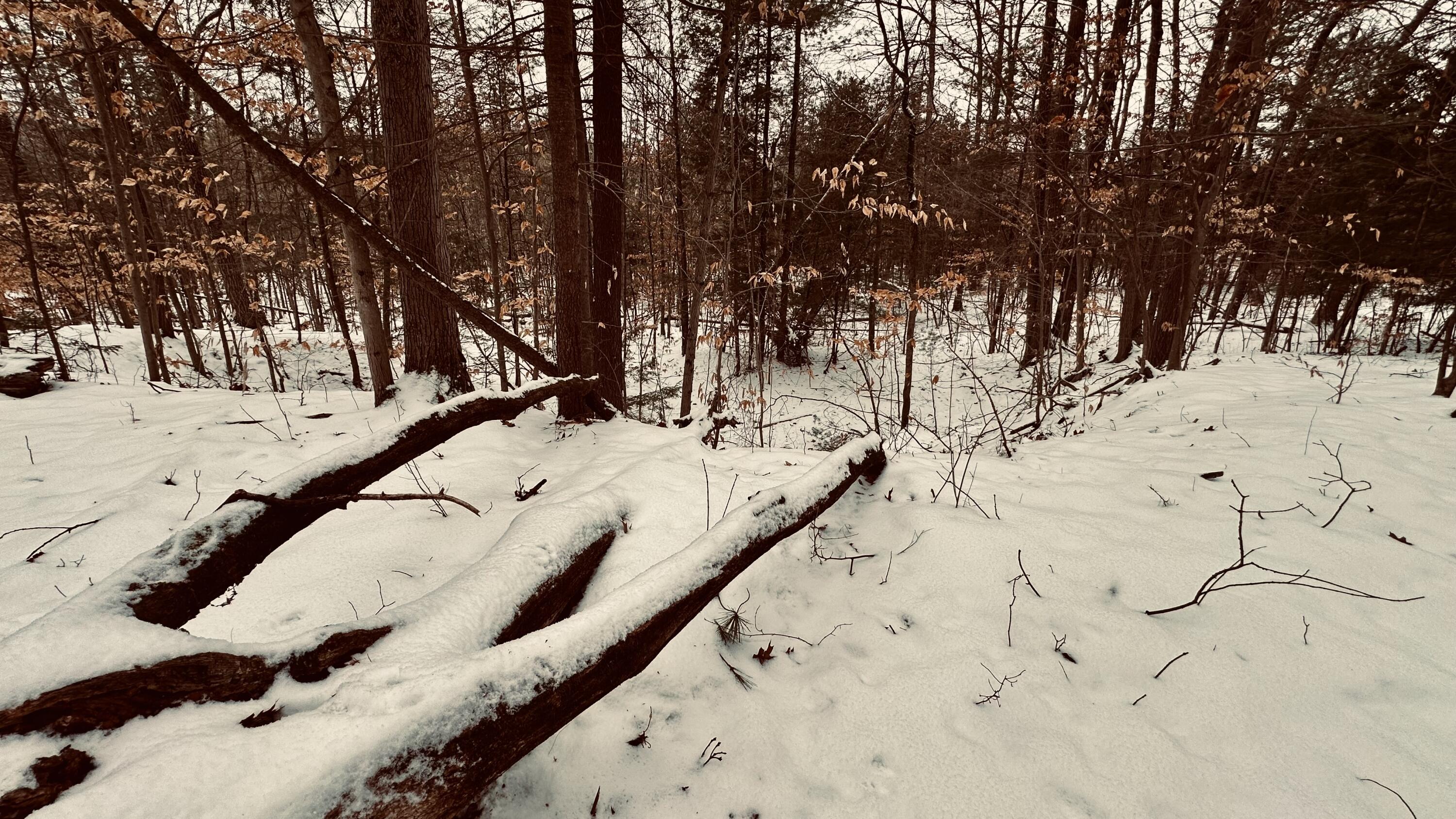 30 East Stanton Road Stanton, MI 48888 - Photo 22 of 28 IMG_1989