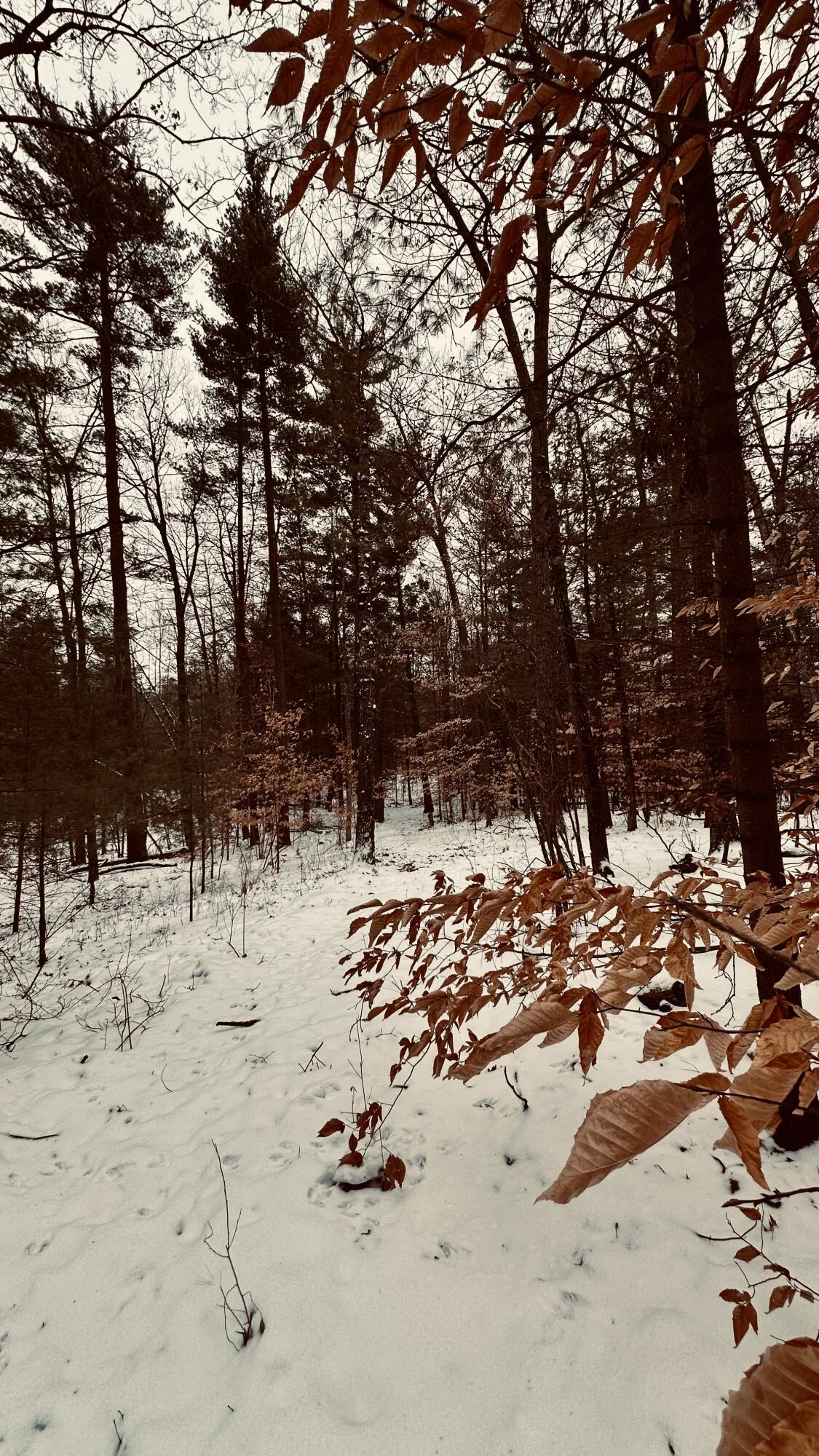 30 West Stanton Road Stanton, MI 48888 - Photo 24 of 28 IMG_1992 (2)