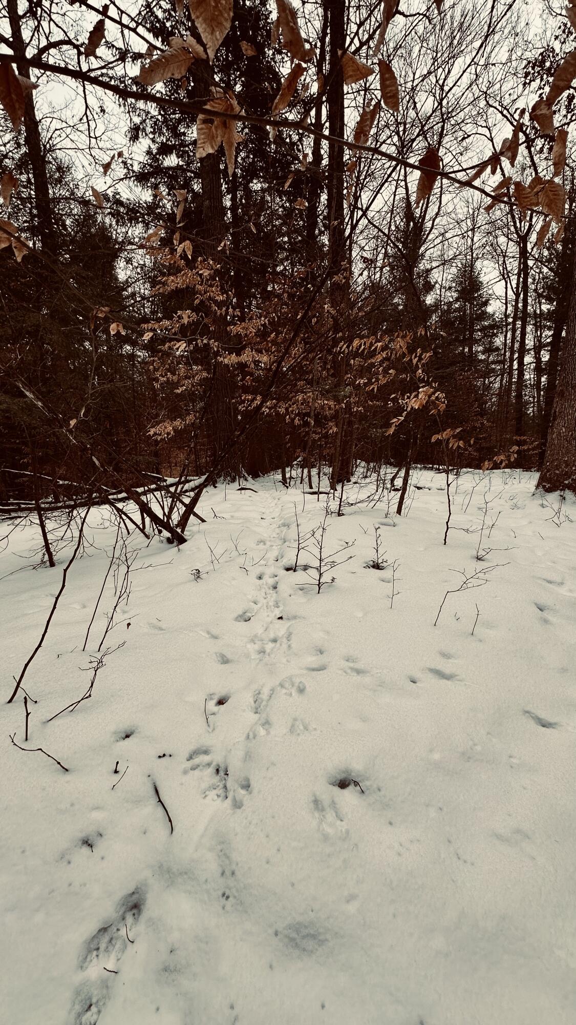 30 East Stanton Road Stanton, MI 48888 - Photo 26 of 28 IMG_1994 (1)