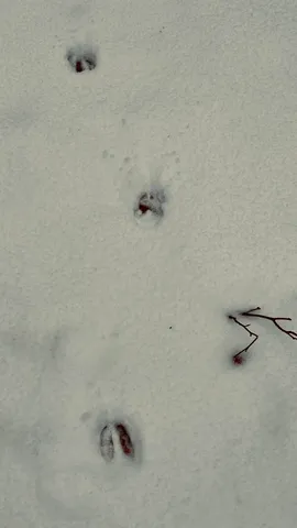 $239,900 | 30 East Stanton Road, Stanton, MI 48888