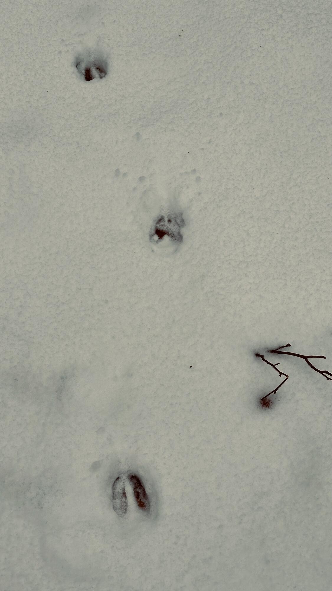 30 East Stanton Road Stanton, MI 48888 - Photo 27 of 28 IMG_1995 (1)