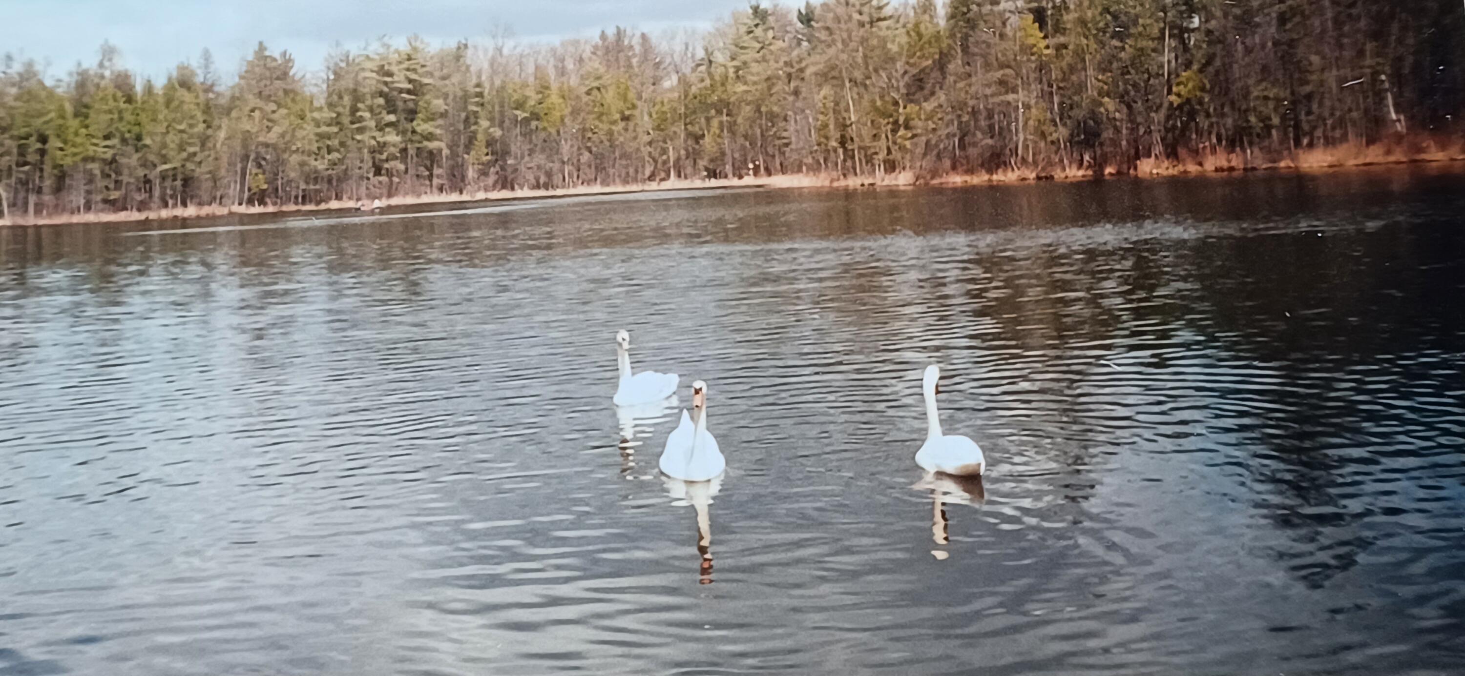 30 West Stanton Road Stanton, MI 48888 - Photo 28 of 28 Stanton-Simmons Lk Swans