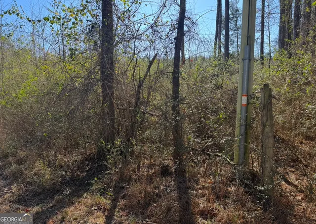 a view of a forest that has large trees