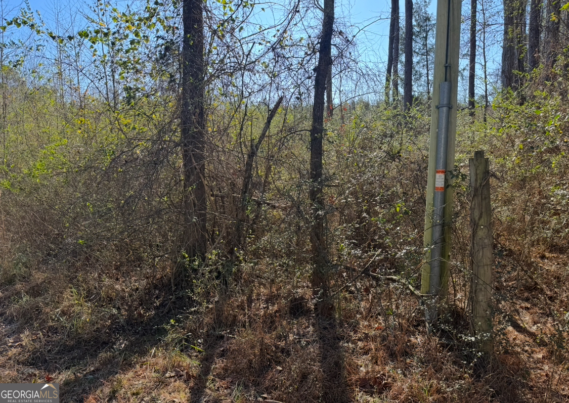0 Norton Road Kingston, GA 30145 - Photo 4 of 7 a view of a forest that has large trees