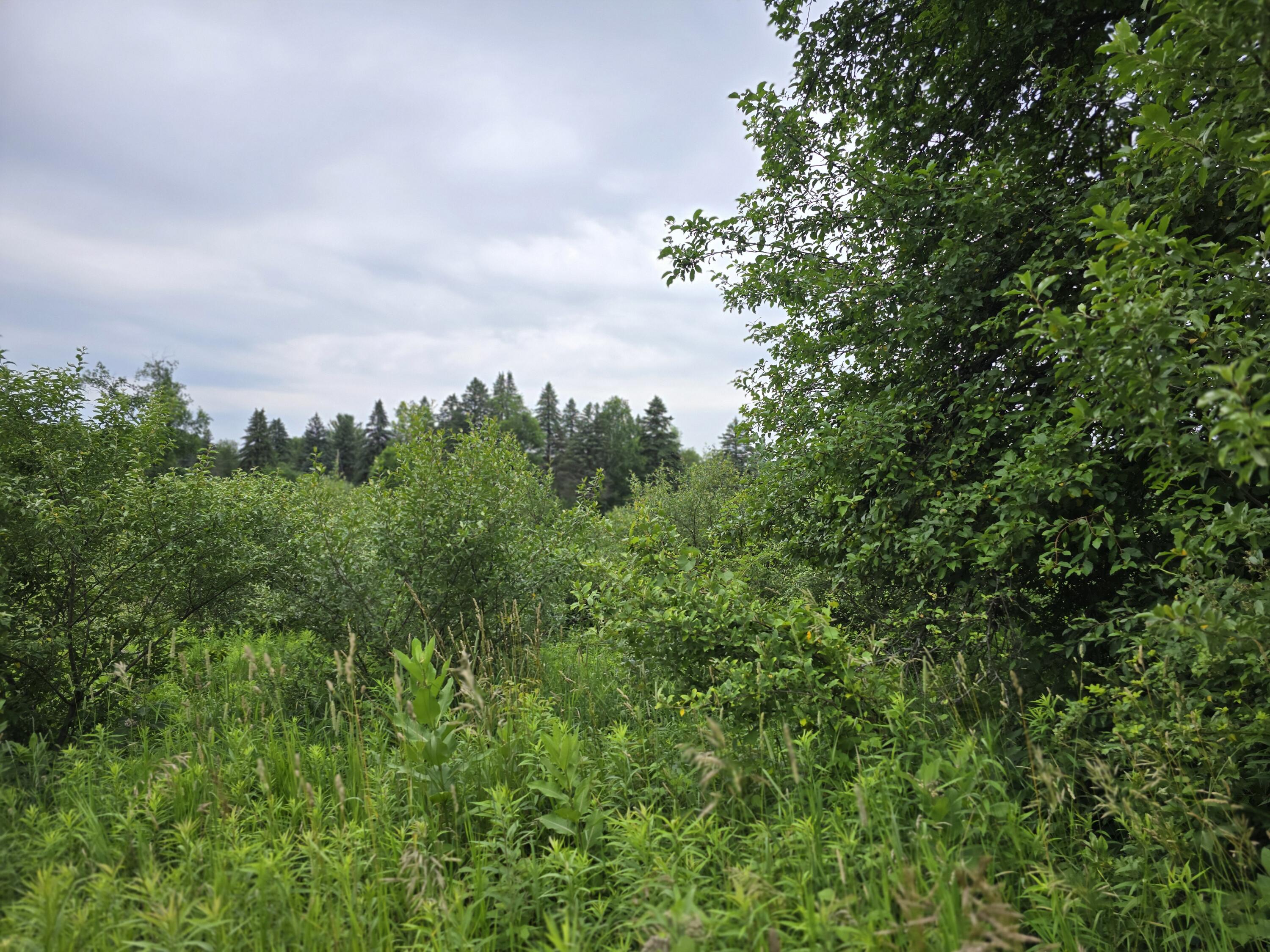 6172 Lake Road Barryton, MI 49305 - Photo 6 of 10 20240628_145401