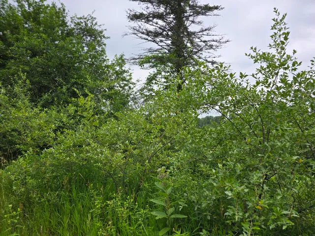 $14,900 | 6172 Lake Road, Barryton, MI 49305