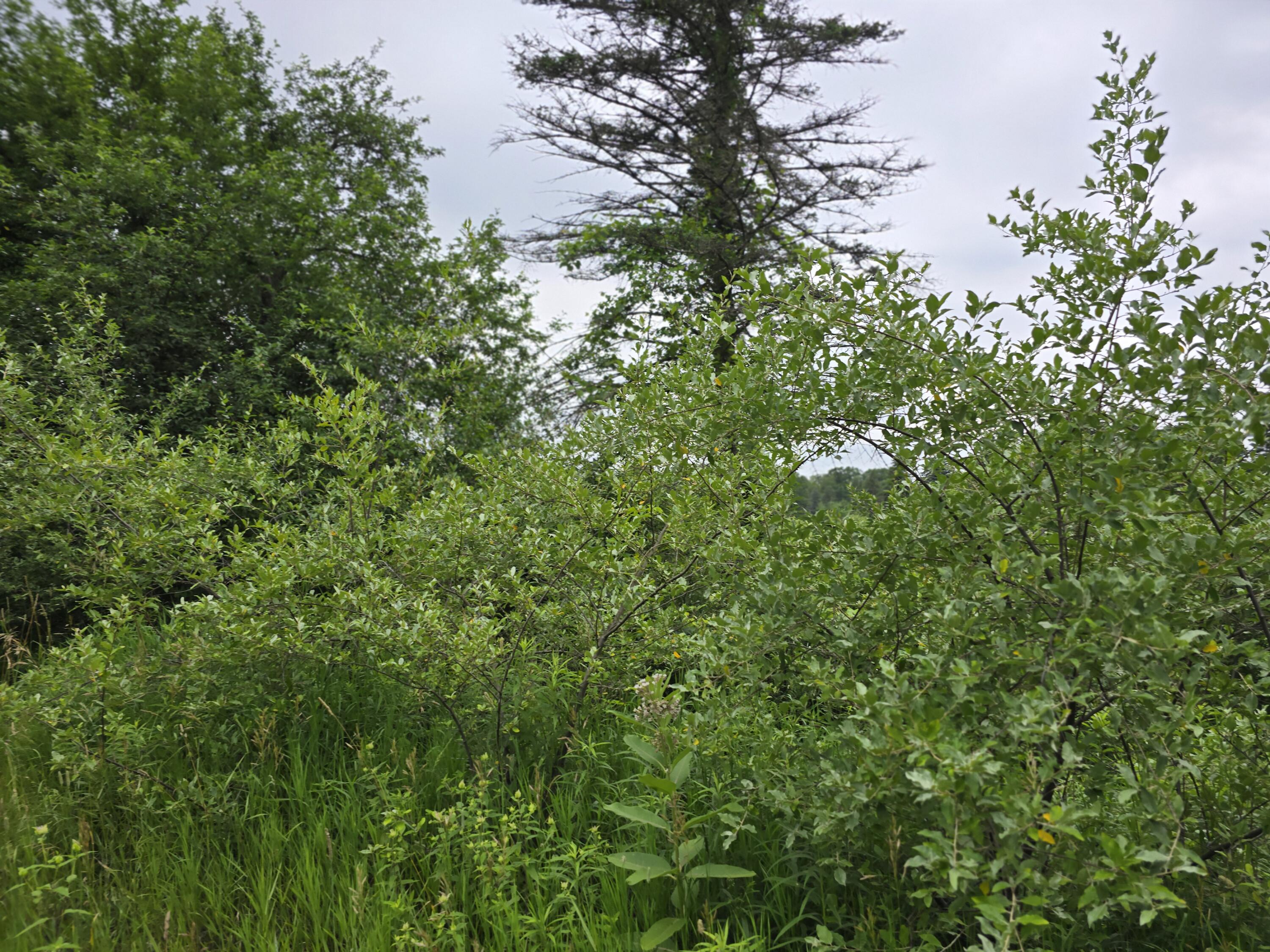 6172 Lake Road Barryton, MI 49305 - Photo 9 of 10 20240628_145317