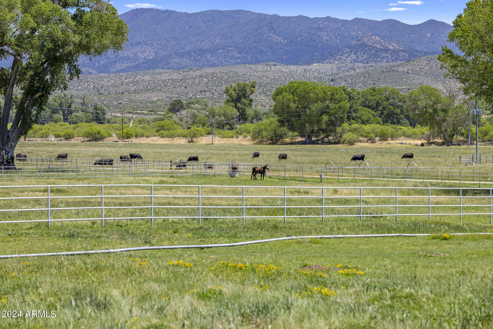 5500 Four Cross Ranch Road Skull Valley, AZ 86338 - Photo 45 of 59 Irrigated grass pastures
