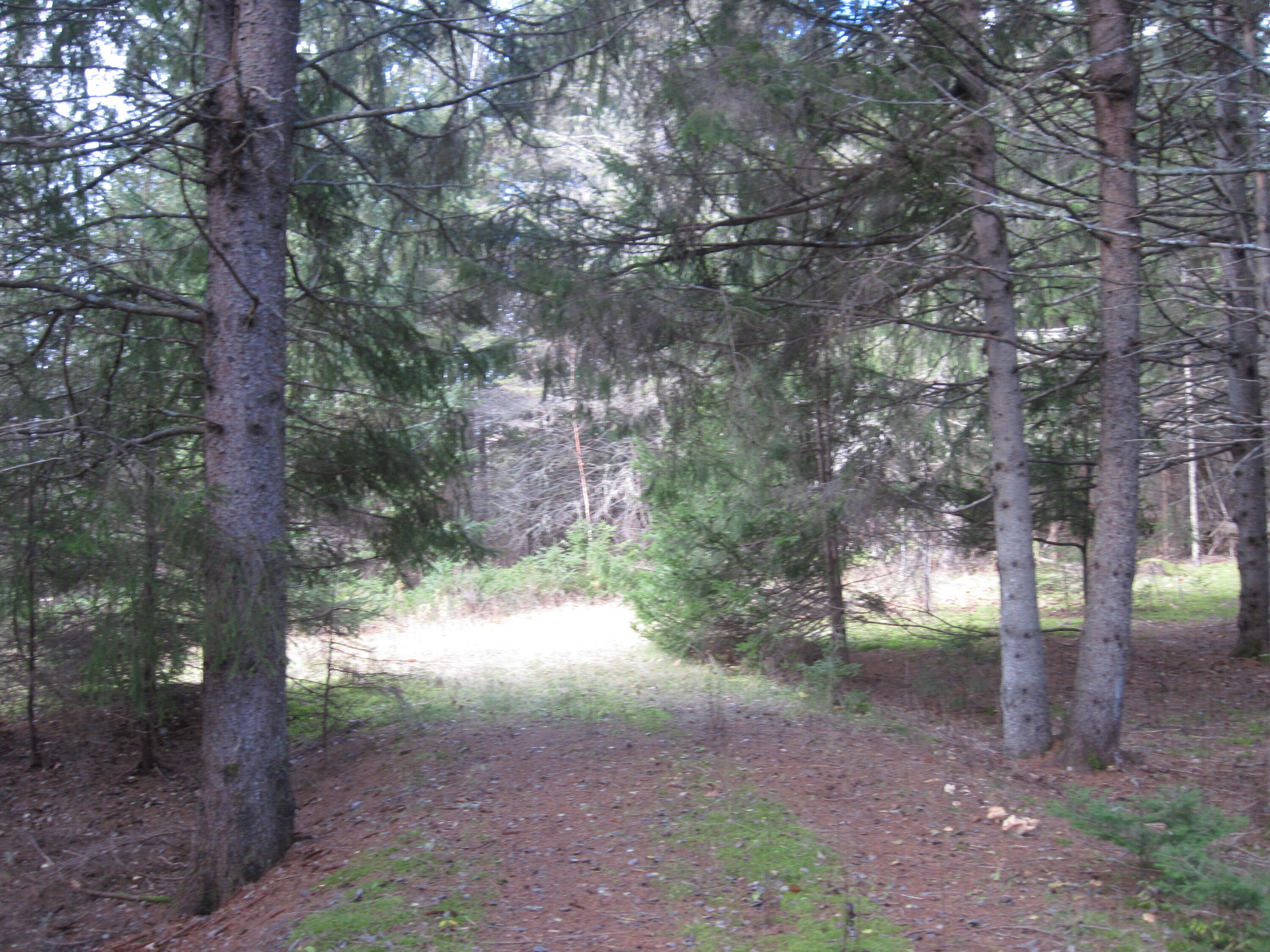 9999 Rista Road New Sweden, ME 04762 - Photo 3 of 5 IMG_3160