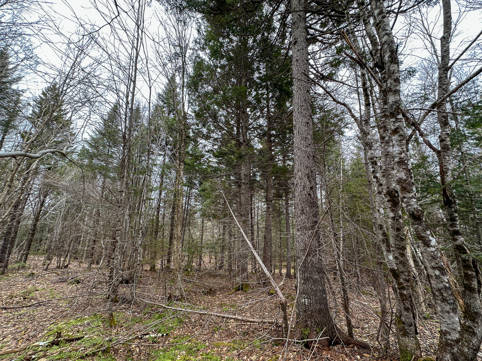 Lot 96 Freedom Way Springfield, ME 04487 - Photo 32 of 33 32