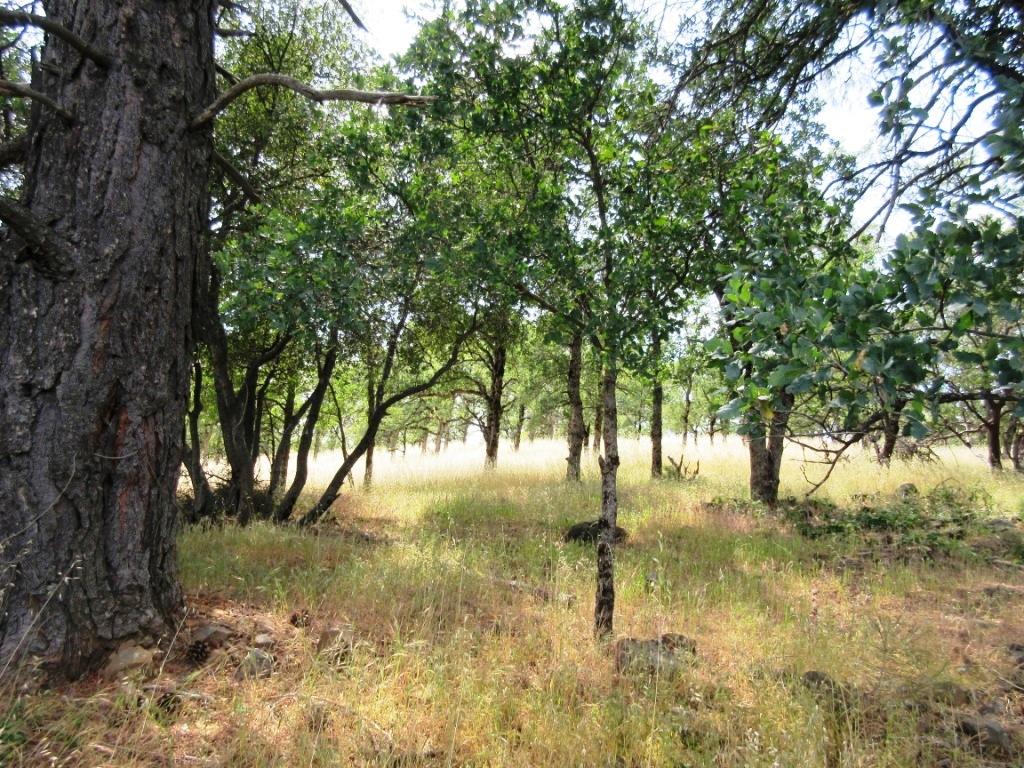 14.4-acres Oak Run Road Oak Run, CA 96069 - Photo 15 of 30 IMG_0766