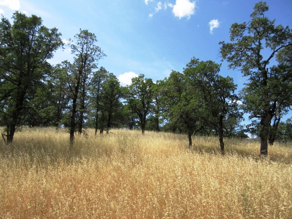 14.4-acres Oak Run Road Oak Run, CA 96069 - Photo 16 of 30 IMG_0768