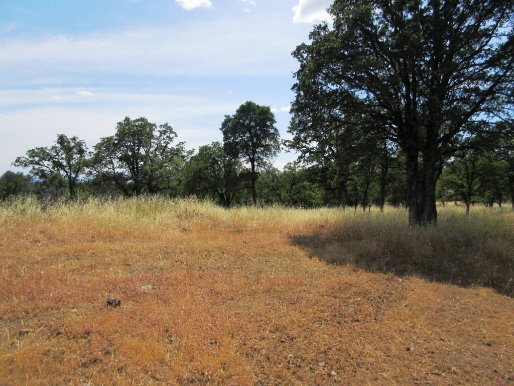 14.4-acres Oak Run Road Oak Run, CA 96069 - Photo 17 of 30 IMG_0770