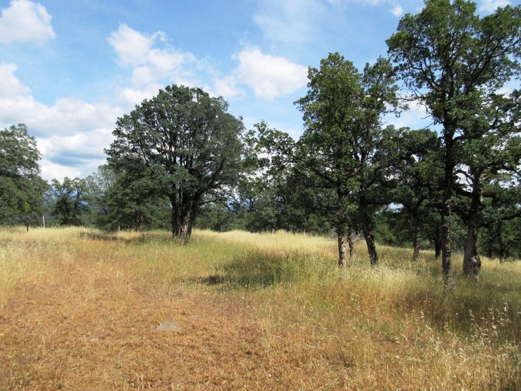 14.4-acres Oak Run Road Oak Run, CA 96069 - Photo 18 of 30 IMG_0771