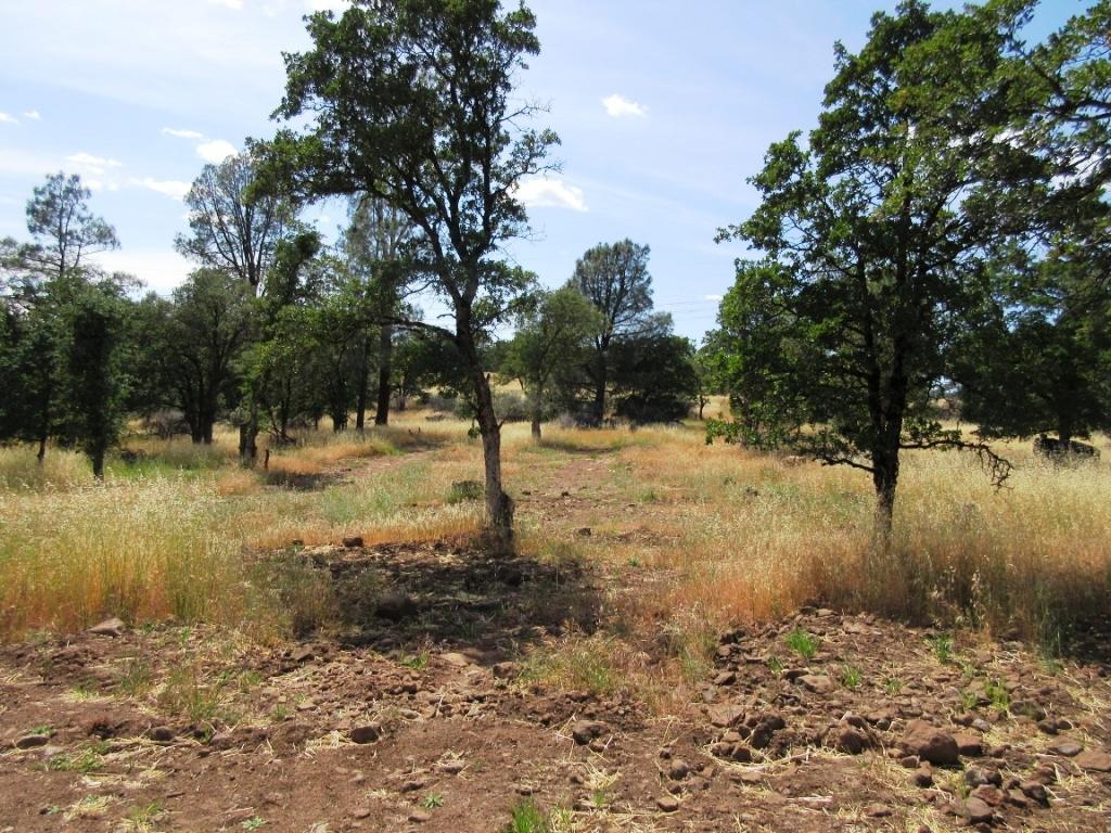 14.4-acres Oak Run Road Oak Run, CA 96069 - Photo 19 of 30 IMG_0772