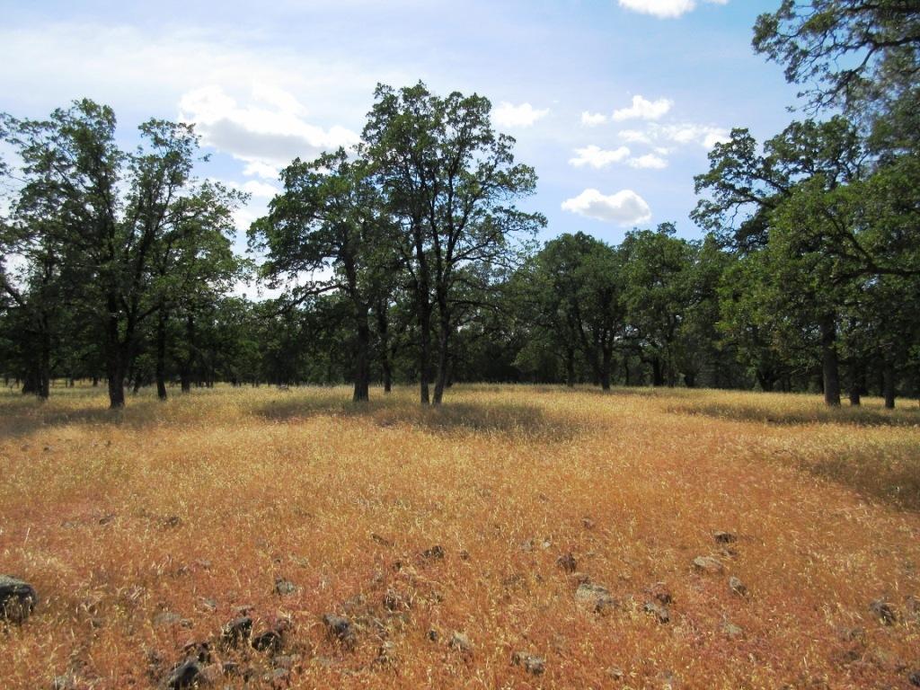 14.4-acres Oak Run Road Oak Run, CA 96069 - Photo 23 of 30 IMG_0779
