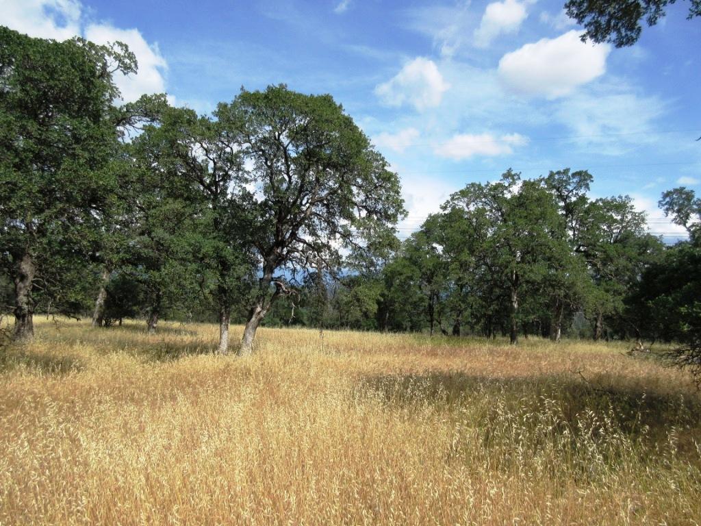 14.4-acres Oak Run Road Oak Run, CA 96069 - Photo 24 of 30 IMG_0780