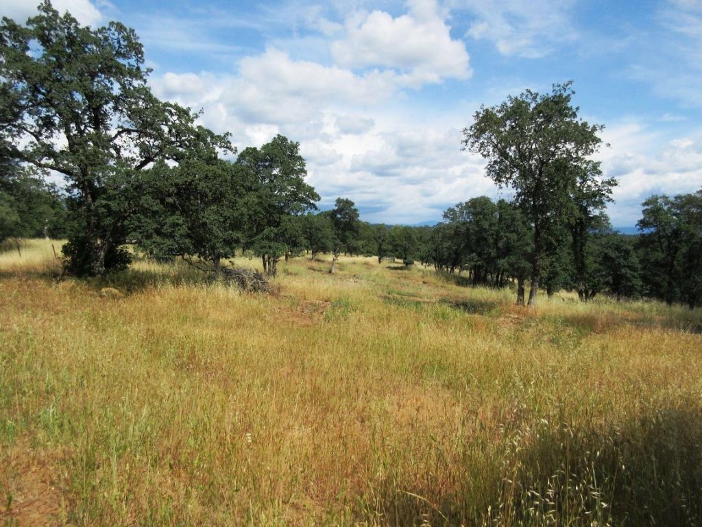 14.4-acres Oak Run Road Oak Run, CA 96069 - Photo 25 of 30 IMG_0782
