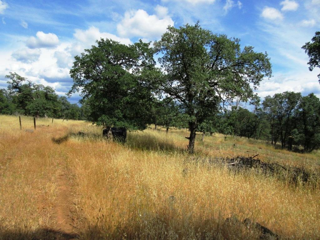 14.4-acres Oak Run Road Oak Run, CA 96069 - Photo 27 of 30 IMG_0785