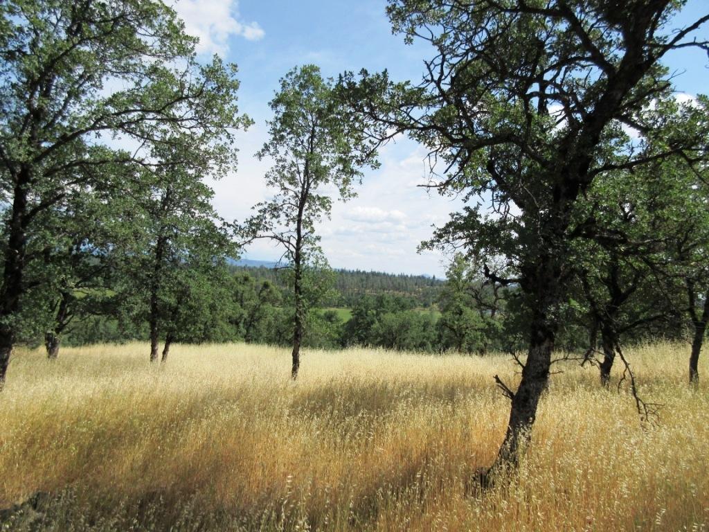 14.4-acres Oak Run Road Oak Run, CA 96069 - Photo 8 of 30 IMG_0787